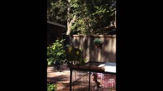 Luna Blue Front Amazon Parrot Outside Bath Shower in HD RAW Fail