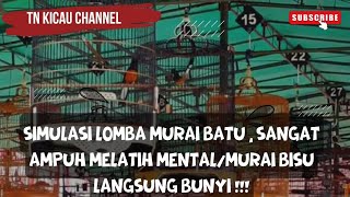 SIMULASI LOMBA MURAI BATU , Sangat Ampuh Melatih Mental/Murai bisu langsung bunyi !!!