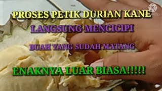 DURIAN KANE BALI MULAI PANEN LAGI