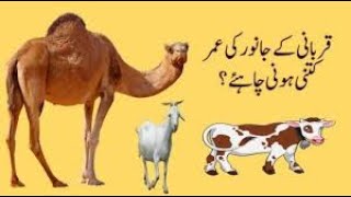 Qurbani ke janwar ki umar; Qurbani Ka Janwar Kaisa Hona Chahiye /By Alimahonline