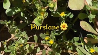 Purslane is Such An Awesome Wild Edible