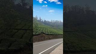 Ividuthe Kaattanu Kaattu || #idukki  #kerala #teaplantations #shortsvideo #shorts