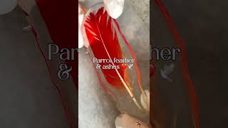 Parrot feather & ashes keepsake 🕊️ ❤️