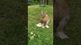 Nasze króliczki - Franek inwalida i Malutek Skipy 😍🐇🐰