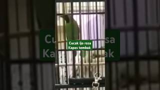 tembakan kapas tembak #shortvideo #cucakijo #burung