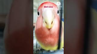 bird voice #lovebird #bird