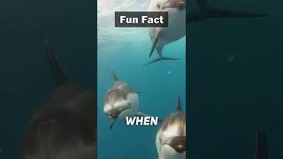 Fun Fact: 🐬❤️ They Are Extremely Smart Creatures!! #shorts #facts #viral #ocean #nature #dolphin