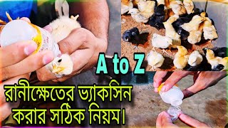 রানীক্ষেতের ভ্যাকসিন করার সঠিক নিয়ম A to Z 💥 / টাইগার মুরগি পালন পদ্ধতি / Tisha Agro.