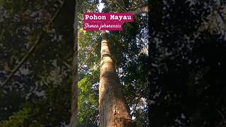 POHON MAYAU SHOREA johorensis