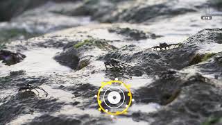 Terjangan  ombak besar menabrak kepiting yang singgah di bebatuan di Pantai Pererenan di Canggu,Bali