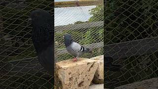 OrijanL bird Hara kabutar #pigeon #harakabutar #jagakabutar #shots #shortsfeed