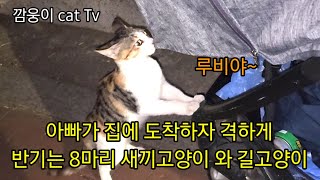 아빠가 집에 도착하자 격하게 반기는 8마리 새끼고양 와 길고양이