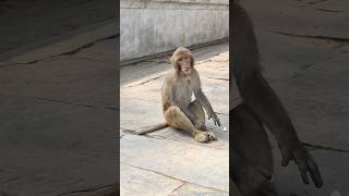 Small Monkey enjoying COCONUT