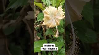 Mawar Tak Berduri!! Hibiscus rosa-sinensis!!! #viralkan #gardening