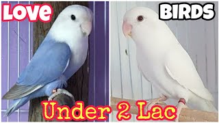 African Love Birds | Normal Range | love birds price pakistan 2022 | Khan Birds Collection