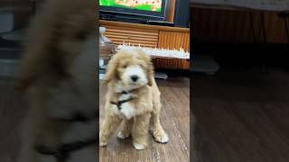 Anjing di tali tak berkutik #shorts #shortvideo #viral