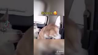 funny dogs sneezing