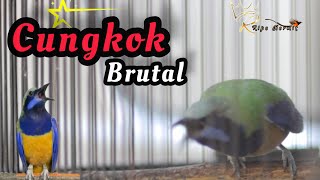 🔴CUCAK CUNGKOK BUTAL TEMBAKAN KUNTI NGEROLL DAN MBESET  PANJANG