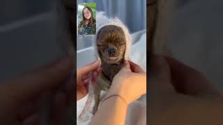 Second day Dress of Cute puppy #cutepuppy #puppy #puppylife #puppyvideos #minipuppy #softpaws #fyp