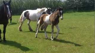 Coloured foal O'Reilly being brave.