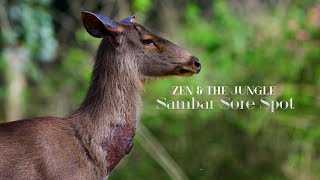 #Zen And The #jungle #Sambar Sore Spot #nature #wildlife #naturelovers #travel #explore #india