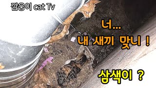 불빛도 없는 골목에서 철없이 장난을 치며 살아가는 새끼고양이