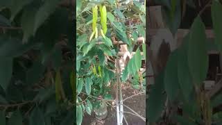 POHON DURIAN MUSANGKING BERCABANG 2 APAKAH HARUS DIPOTONG 1⁉️#short #shortvideo #fruit #musangking