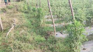 Insect Trap ke Liye Marigold laga rahe Kisan, Bardwaha Rajnagar Chhatarpur MP drbps,11/11/2024