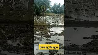 Cara Burung Bangau Mempertahankan Hidup