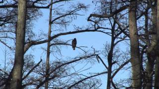 Bald Eagles at Reelfoot Lake in West Tennessee