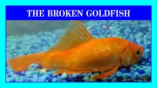 What Happens When Fish Are Too Inbred in an Aquarium or Pond! The Deformed Goldfish.