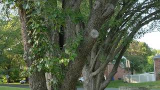 Approaching the Brood X cicada swarm of doom tree