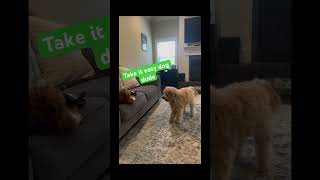 Doodle Doggie Tales- Part 81 “Yo,Take It Easy” #shortvideo #shortsfeed #brothers #dogs #shorts