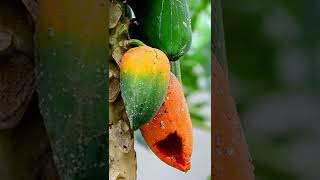 PAPAYA CUTTING 😊🥭  #shorts #fruit #papaya #grafting #shortspapayavideo #shortsvideografting