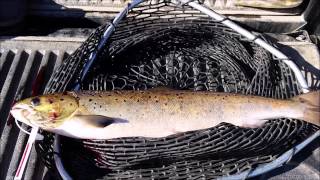 Salmon Angling 2015