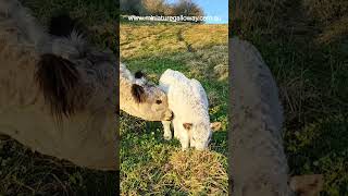 licking licking cleaning