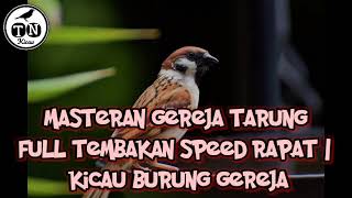 SUARA GEREJA TARUNG FULL TEMBAKAN SPEED RAPAT | KICAU BURUNG GEREJA