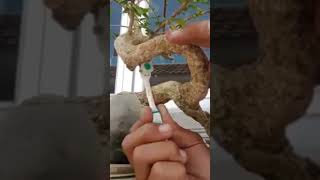 penanganan kutu putih pada sancang #bonsai