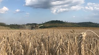 🇨🇿Žně 2022//Harvest trailer//Fortschritt//Case🚜