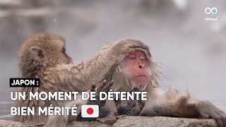 Une colonie de macaques japonais aperçue dans le parc Jigokudani Yaen Koen