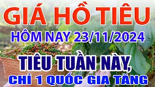 Giá tiêu hôm nay 23/11: Vì sao giá tiêu tuần này tăng giảm thất thường?