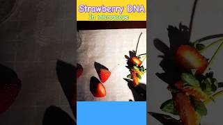 how strawberry dna looks under microscope #microscope #microbiologia #labtech #studentmotivation