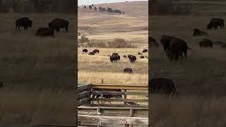 Bison at Custer State Park