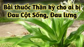 Bài thuốc trị Xẹp đốt sống, gai cột sống, thoát vị đĩa đệm, thoái hóa cột sống. PHAN HẢI Vlog.