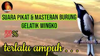 masteran, pancingan & pikat gelatik super ampuh