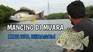 Blusukan Mancing Di Muara || ikan nya beraneka ragam || traditional fishing