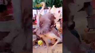 #senegal #animals #viralvideo #comedydance