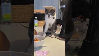 Cat Begging Food / Cat Asking Food #cat  #catvideos #catshorts #catlovers #shortvideo