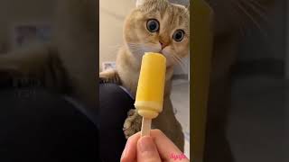 Imut banget ❤️Kucing Lucu #Shorts #Viral #Trending #Tiktok