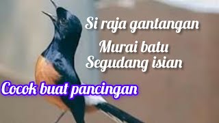 MURAI BATU/ SI RAJA GANTANGAN/ cocok buat pancingan murai kurang birahi dan emosi